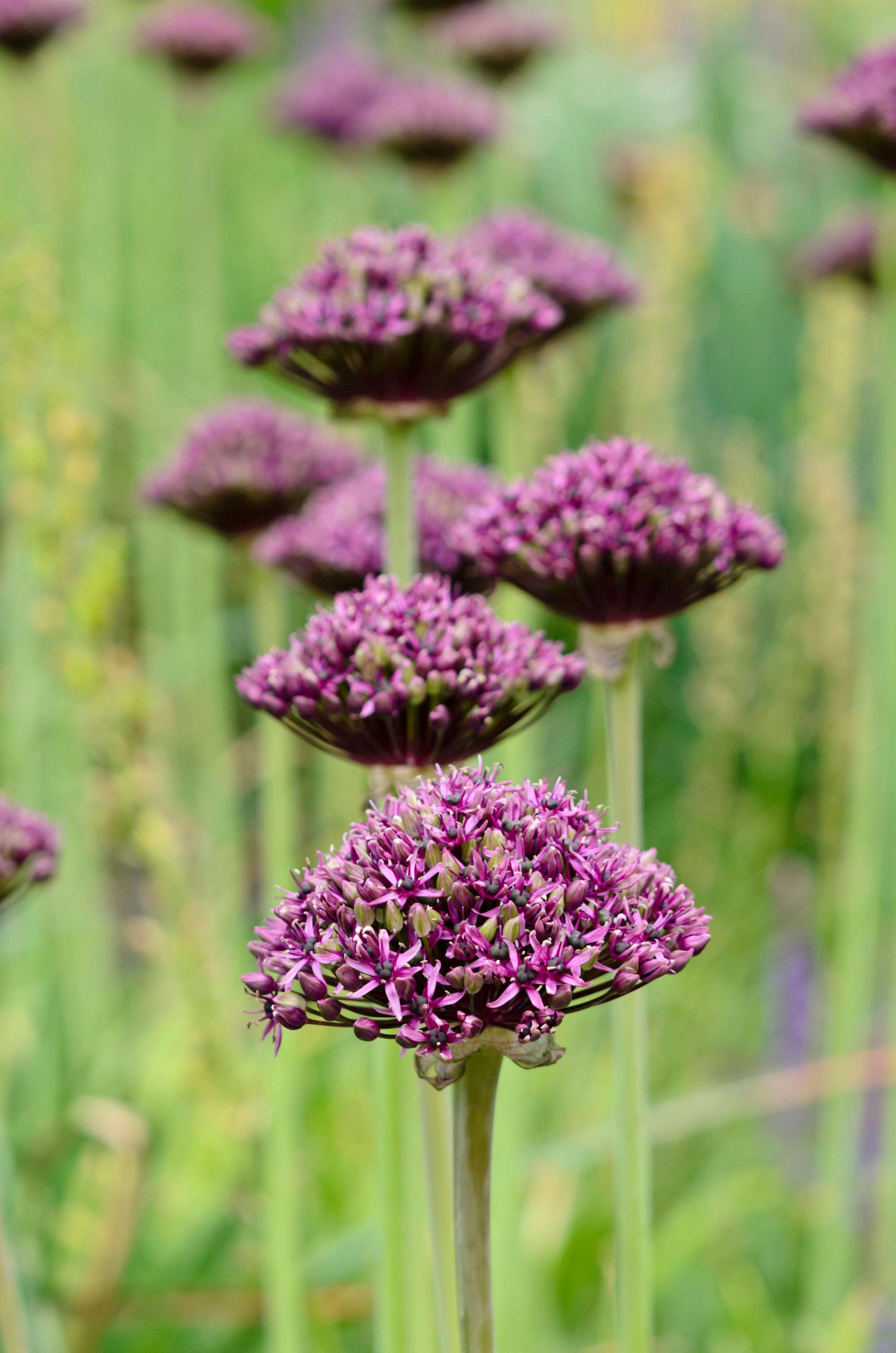Allium-Mischung (Zierlauch) 'Day & Night'